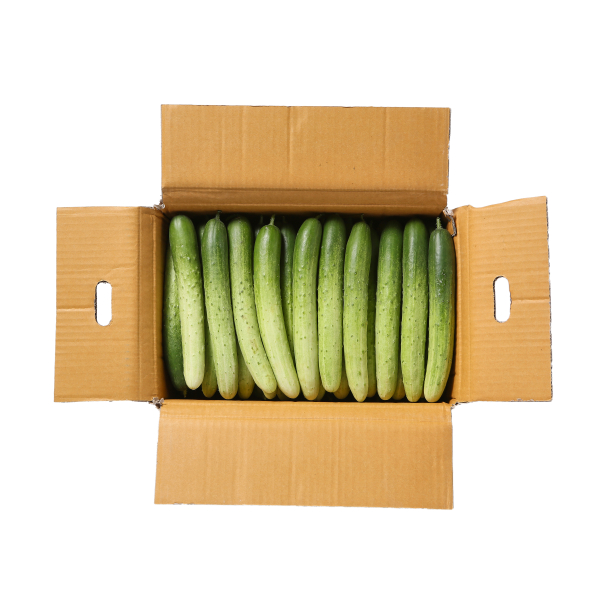 국내산 다다기오이(특) 10kg (50입) 박스